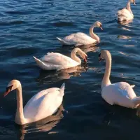 goos**** — Instagram account for sale