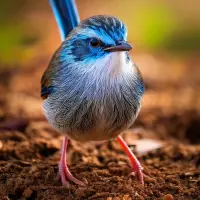bird****