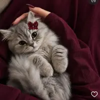 cat.**** — Instagram account for sale