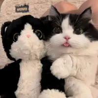 JONA**** — Tiktok account for sale