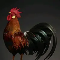 Chic**** — Tiktok account for sale