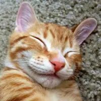 Catt****