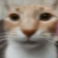 Os****