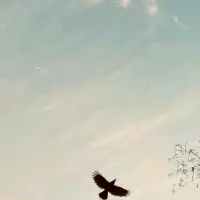 آو****