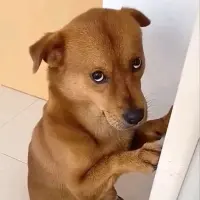 Ку**** — Tiktok account for sale