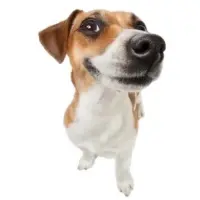 live**** — Tiktok account for sale