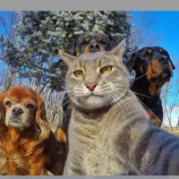 Cat **** — Tiktok account for sale